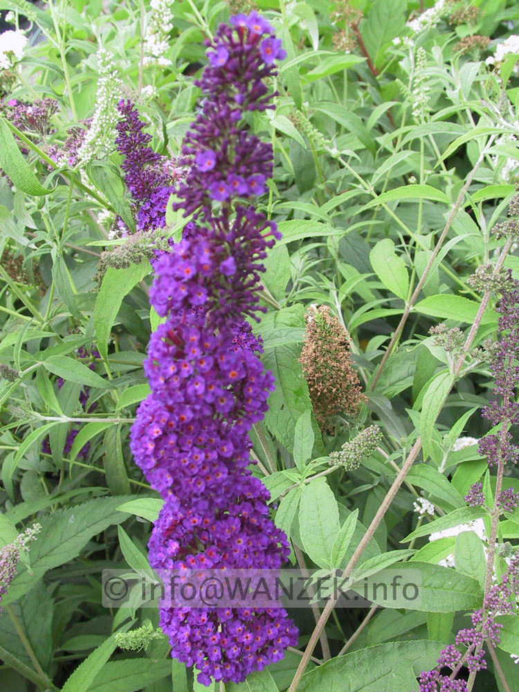 Buddleja Hybride Black Knight 02.JPG